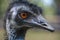 Emu Dromaius novaehollandiae casuariidae portrait