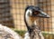 Emu (Dromaius novaehollandiae) Outdoors