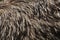 Emu Dromaius novaehollandiae. Plumage texture