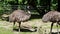 The emu, Dromaius novaehollandiae is the second-largest living bird by height