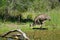 Emu eating near muddy water