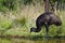 Emu eating near muddy water