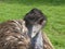 Emu enjoying the sun, highlighting the hair