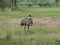 Emu in an environment with meadow, trees and bushes