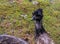 Emu face in closeup, adorable portrait of a flightless bird from Australia