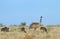 Emu father and chicks in outback Australia