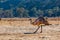 Emu large flightless bird.