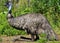The emu is the largest bird native to Australia