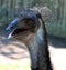 The emu is the largest bird native to Australia and the only extant member of the genus Dromaius.