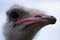 Emu living in captivity. Ostrich close up. Australian bird