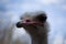 Emu living in captivity. Ostrich close up. Australian bird