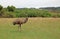 Emu on the meadow