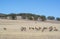 Emu Mob, Alligator Gorge, South Australia