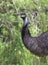 Emu portrait against natural green background