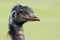 Emu portrait, a native Australian flightless bird.