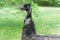 Emu Portrait in the Park. Dromaius novaehollandiae