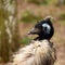 Emu with punk hair