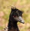 Emu with punk hair