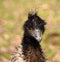 Emu with punk hair