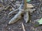 A Emu`s strong powerful three toed foot.