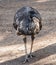 The emu is the second-tallest living bird