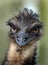 The emu is the second-tallest living bird after its ratite relative the ostrich.