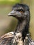 The emu is the second-tallest living bird after its ratite relative the ostrich