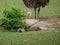 Emu sneaking up on groundhog