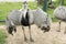 Emu spread out wings