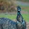 Emu staring