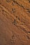 Emu Tracks in the desert