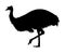 Emu vector silhouette illustration isolated on white background. Emu bird. Cartoon character. Australian endemic emu.