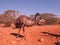 Emus, australia