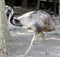 Emus (Dromaius novaehollandiae) in a zoo enjoying sunshine : (pix Sanjiv Shukla)