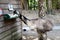 Emus (Dromaius novaehollandiae) in a zoo enjoying sunshine : (pix Sanjiv Shukla)