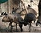 Emus (Dromaius novaehollandiae) in a zoo enjoying sunshine : (pix Sanjiv Shukla)