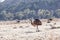 Emus in Flinder Ranges.