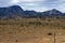 Emus seen on the Moralana Scenic Drive, Flinders` Ranges, SA, Australia