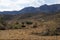 Emus seen on the Moralana Scenic Drive, Flinders` Ranges, SA, Australia