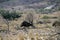 Emus seen on the Moralana Scenic Drive, Flinders` Ranges, SA, Australia