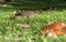 Emydura macquarii australian murray river turtle basking