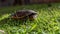 Emydura macquarii australian murray river turtle keeping an eye out