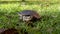 Emydura macquarii australian murray river turtle looking for water in the grass