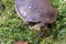 Emydura macquarii australian murray river turtle out of water and basking