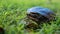 Emydura macquarii australian murray river turtle out of water and basking in the sun