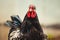 En face shoe of in the garden, close-up portrait. Growing poultry.