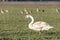 En profil portrait of a young mute swan cygnus color standing in a field