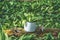 Enamel pot with freshly harvested ramsons leaves