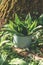 Enamel pot with freshly harvested wild garlic leaves