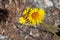 Encelia Actoni Bloom - West Mojave Desert - 051322